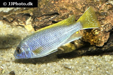 Acei Cichlide (Pseudotropheus acei) Unger